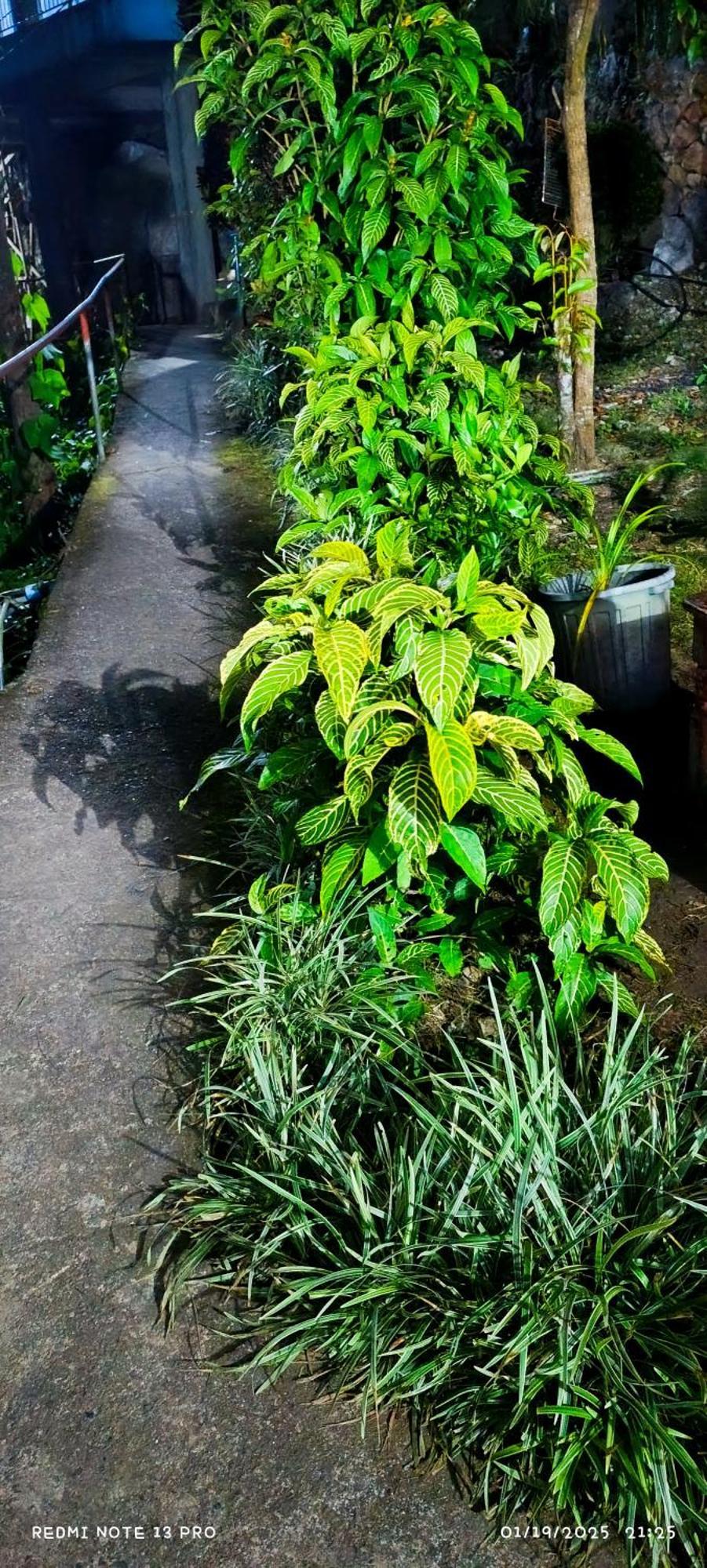 Homestay Hidden Hill